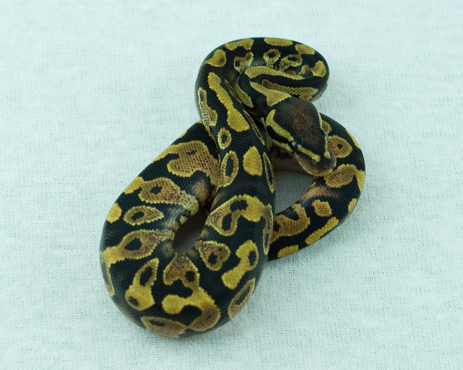 2014 clutch 11 male yellowbelly paint 2014-08-27 1