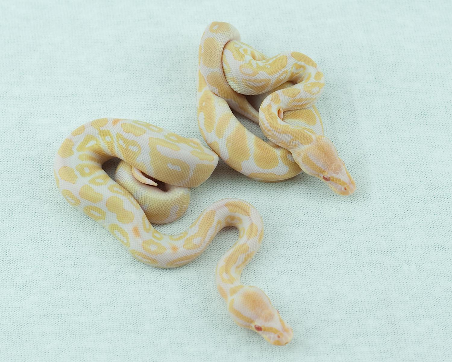 2014 clutch 12 albinos 2014-08-17 1