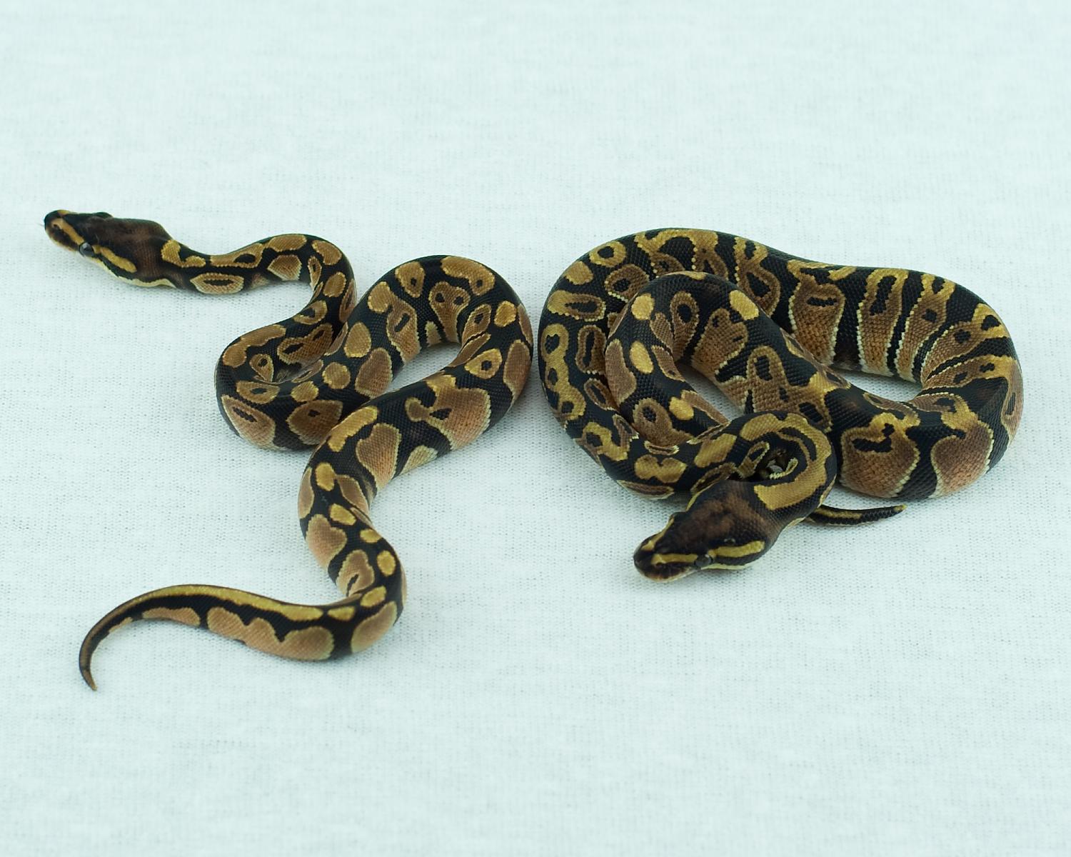 2014 clutch 12 males 66 het albino 66 het what 2014-09-09 3