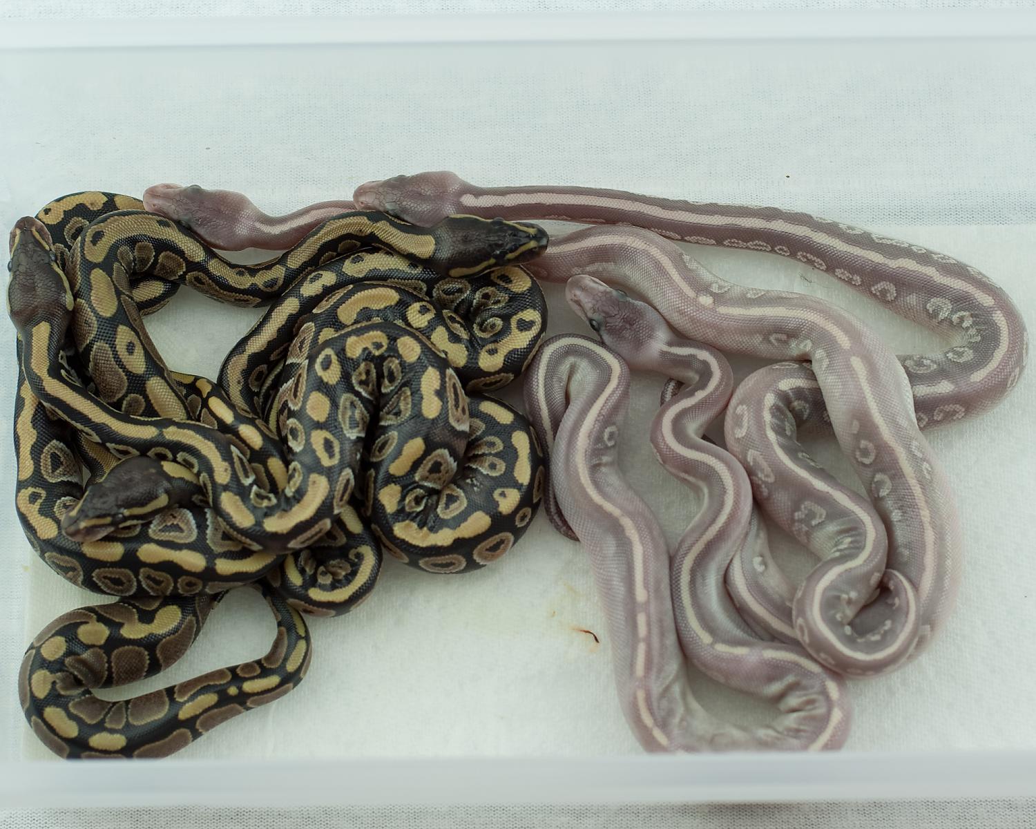 2014 clutch 14 2014-08-21 4