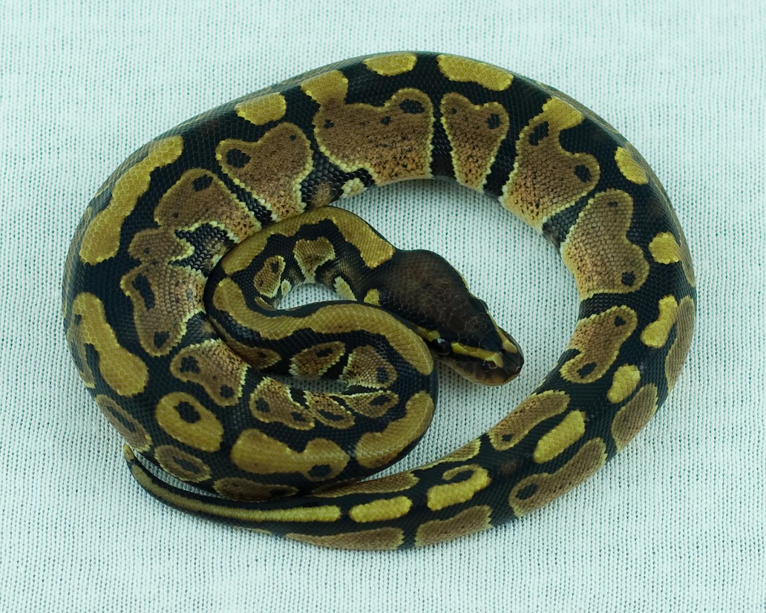 2014 clutch 17 male paint 2014-09-28 4