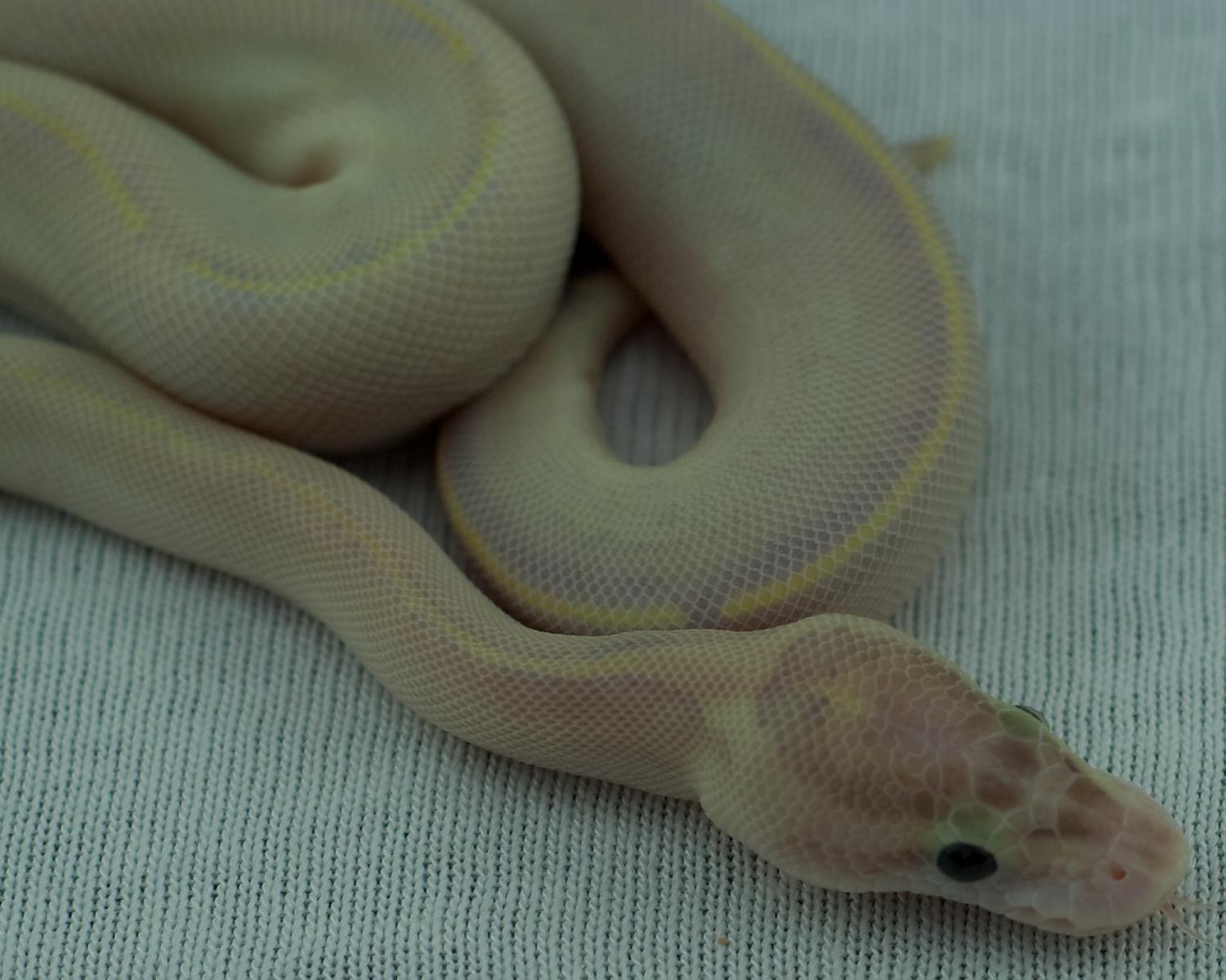 2014 clutch 19 female ivory 1 2014-10-15 7