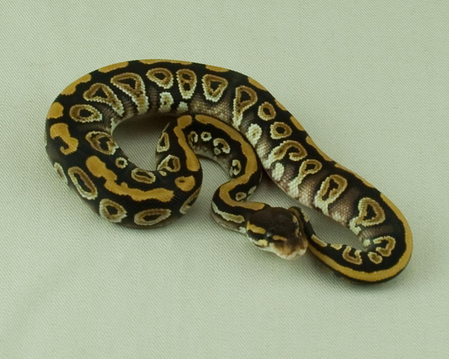 2014 clutch 1 female mystic 1 cropped 2014-06-26