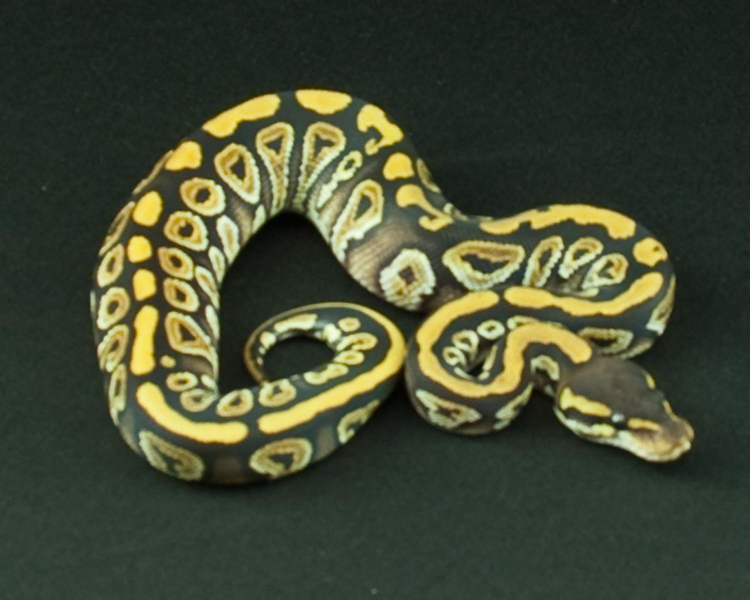 2014 clutch 1 female mystic cropped 2014-06-28