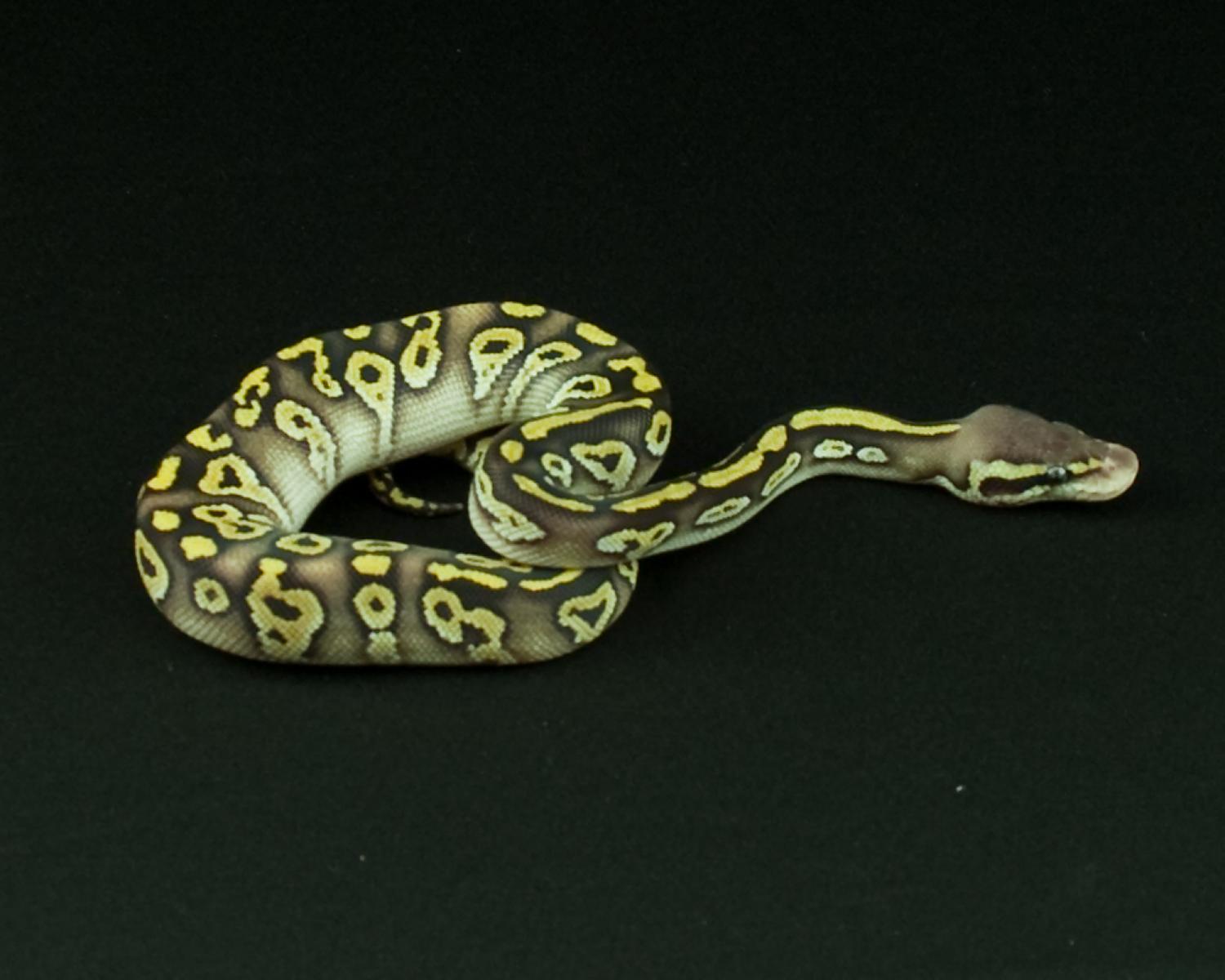 2014 clutch 1 male pastave 2 cropped 2014-06-28