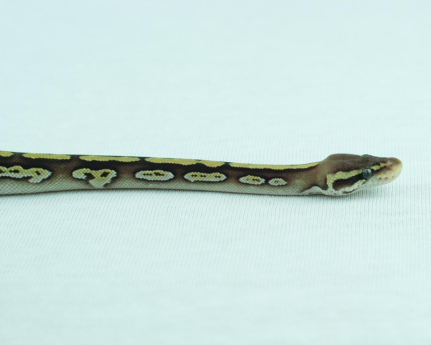 2014 clutch 1 male pastel mojave granite 2014-10-16 3
