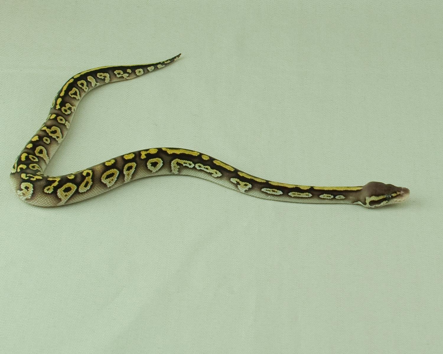 2014 clutch 1 male pastel mojave melanistic 1 cropped 2014-06-26