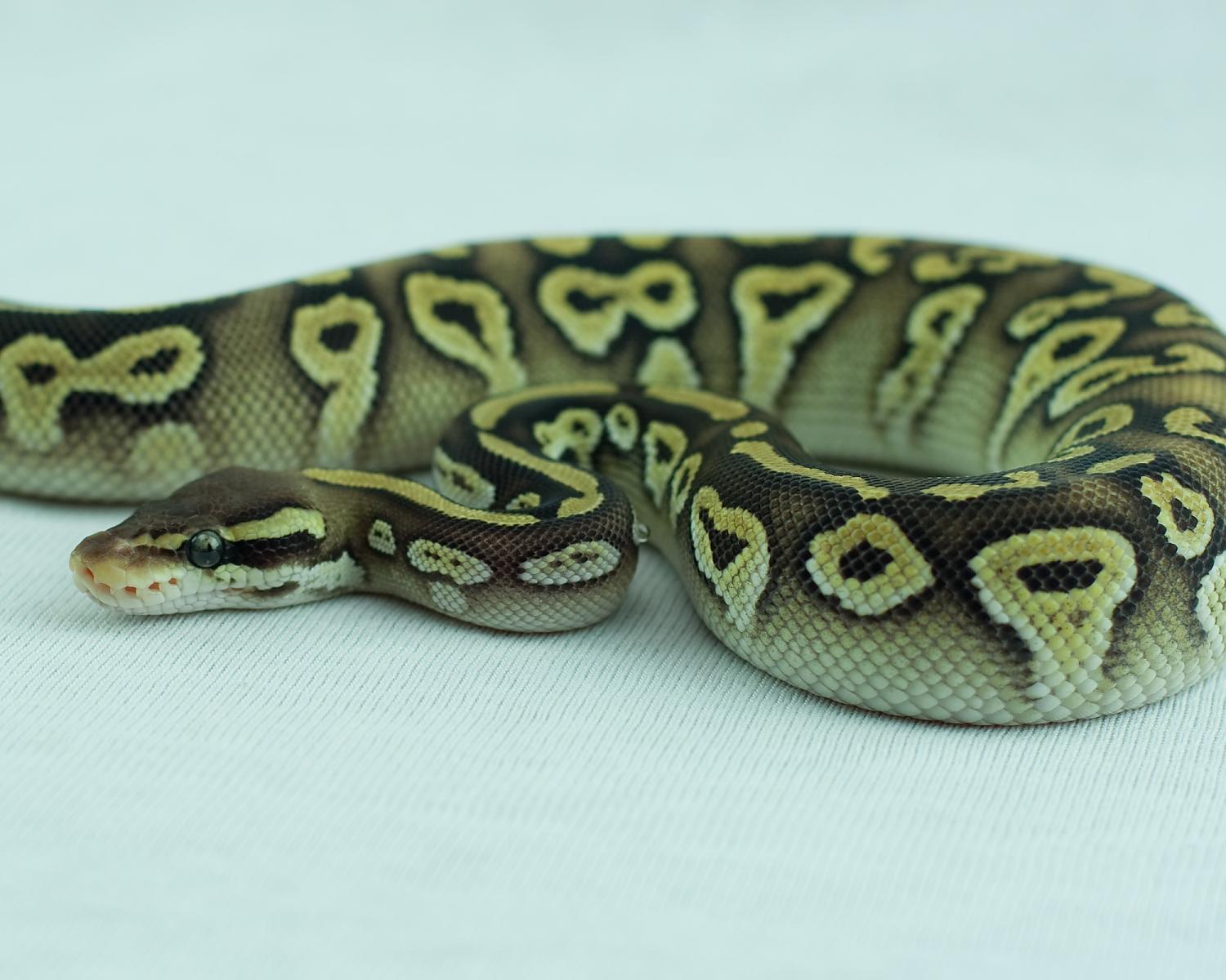 2014 clutch 1 male pastel mojave melanistic 2014-11-20 5 605223