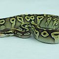 2014 clutch 1 male pastel mojave melanistic 2014-11-20 5 605223