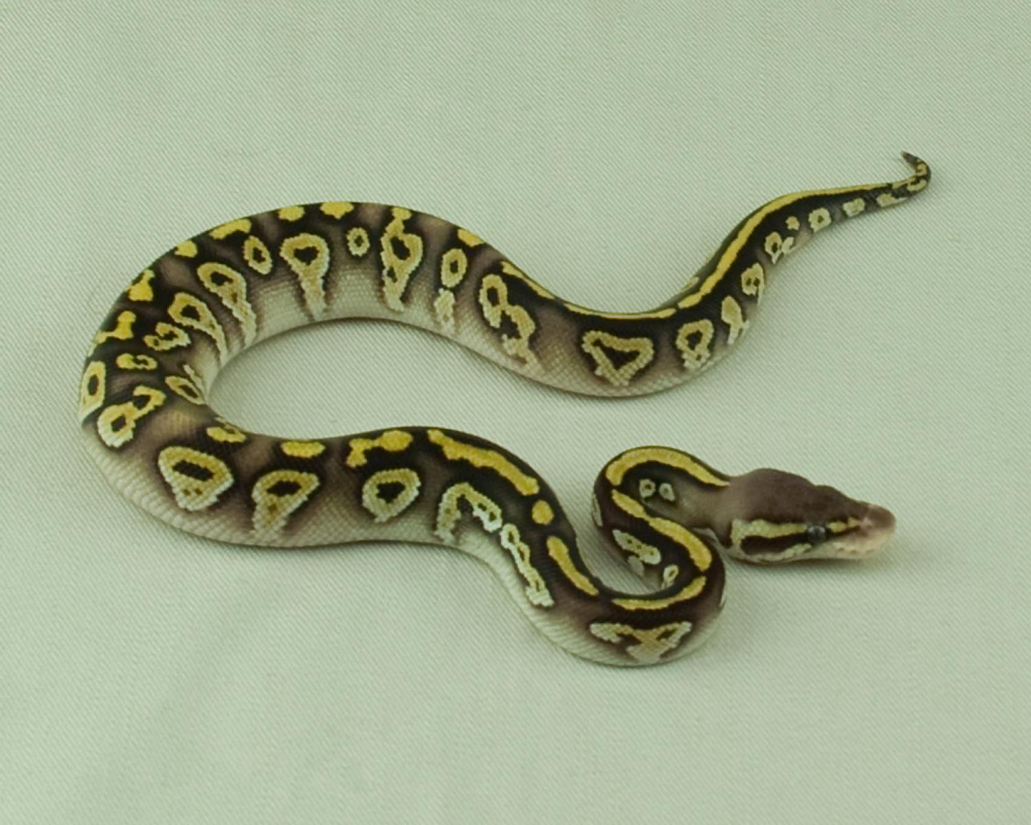 2014 clutch 1 male pastel mojave melanistic 2 cropped 2014-06-26