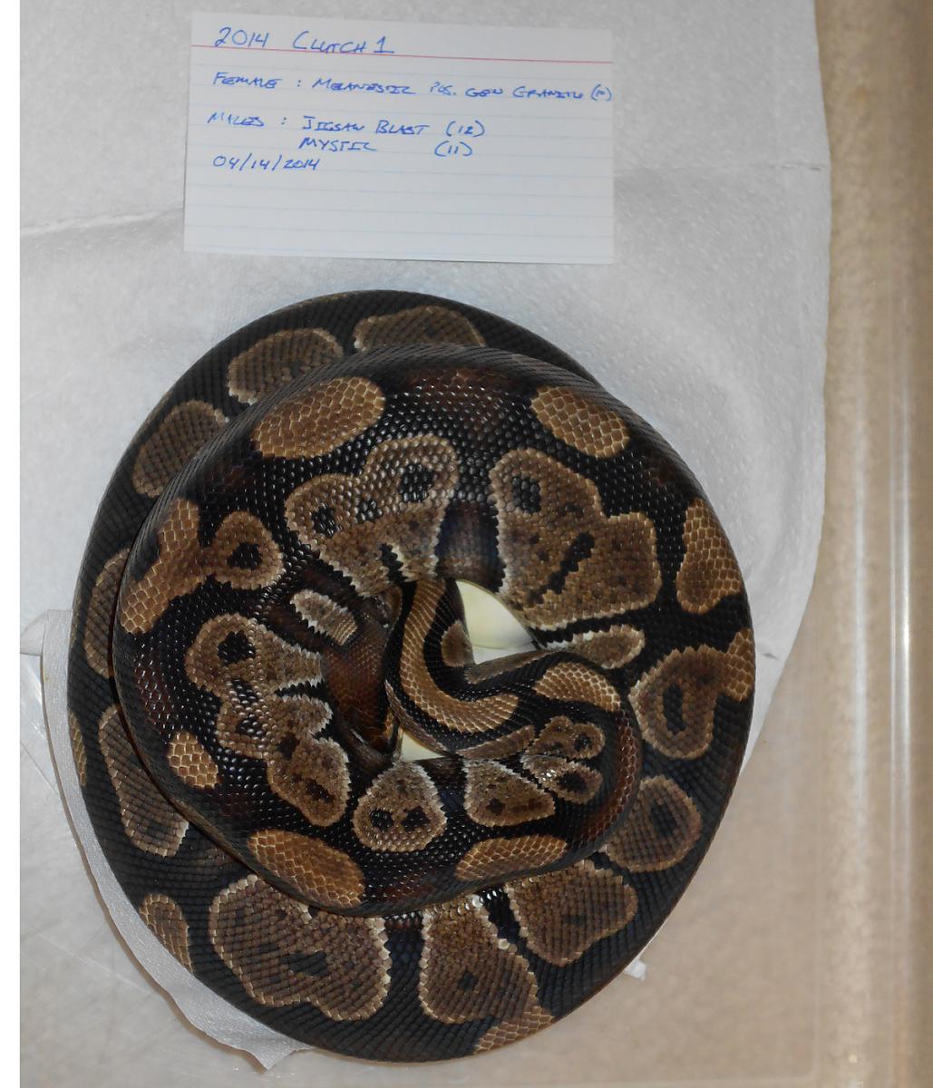 2014 clutch 1 melanistic granite 1