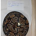 2014 clutch 1 melanistic granite 1