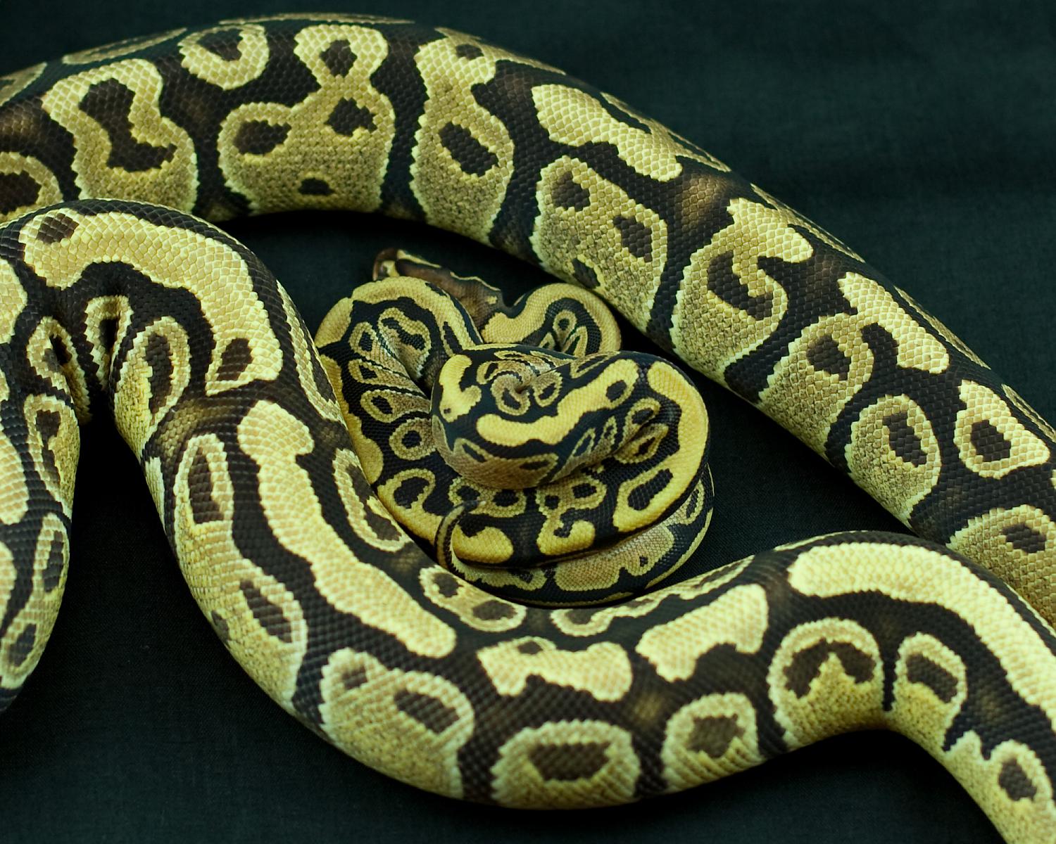 2014 clutch 4 female fire congo 2 fire congo bottom fire top 2014-08-02 1