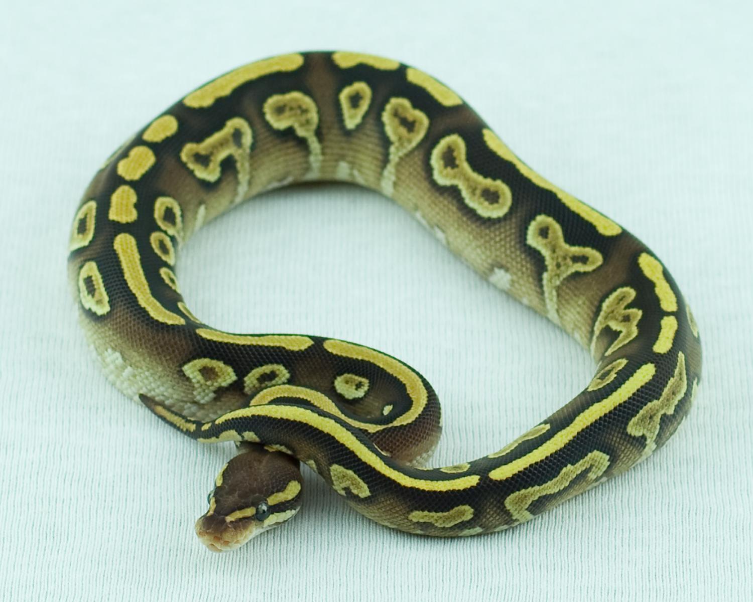 2014 clutch 4 female orangebelly mojave 3 2014-10-16 1
