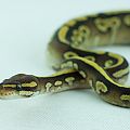 2014 clutch 4 female orangebelly mojave 3 2014-10-16 4