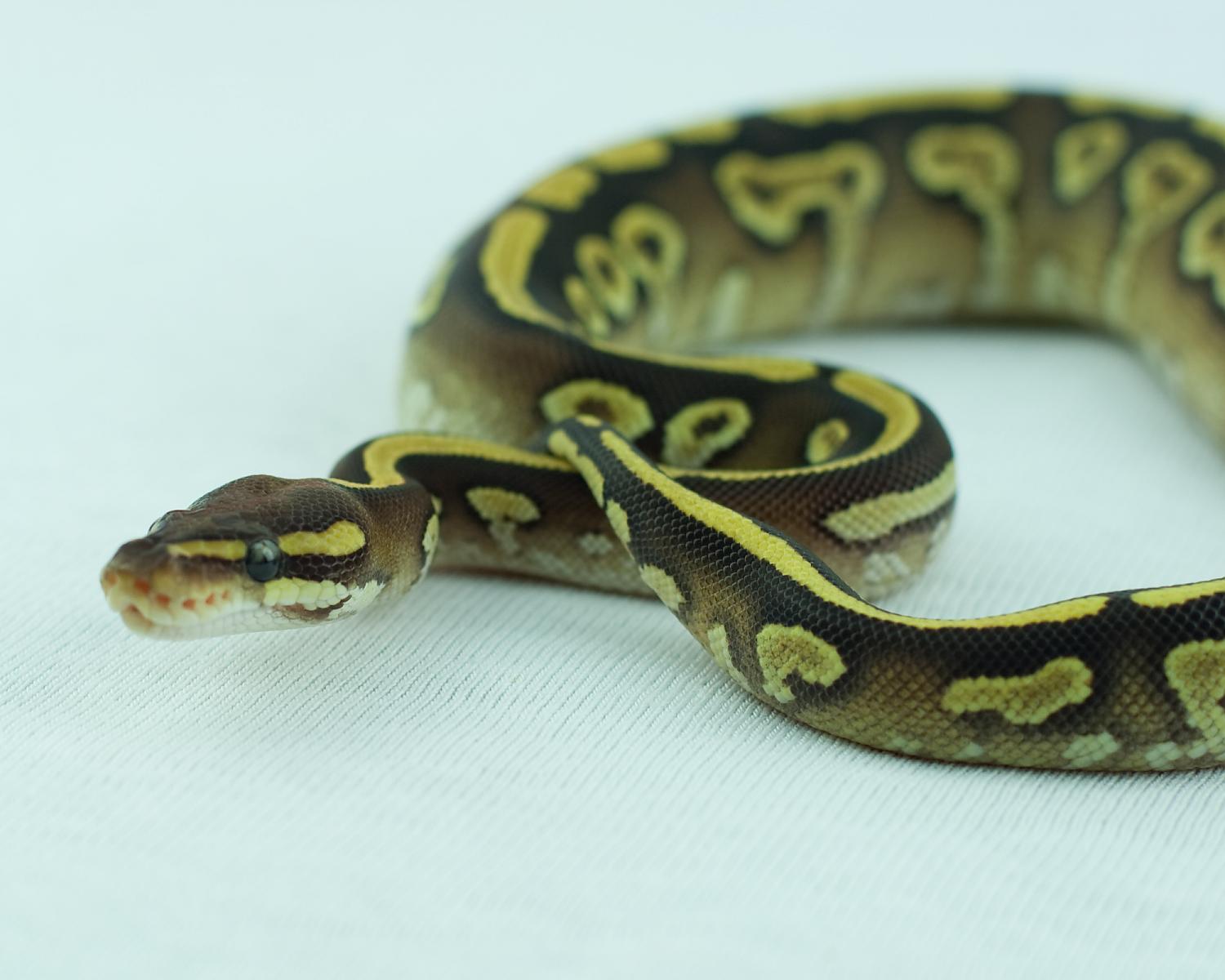2014 clutch 4 female orangebelly mojave 3 2014-10-16 5