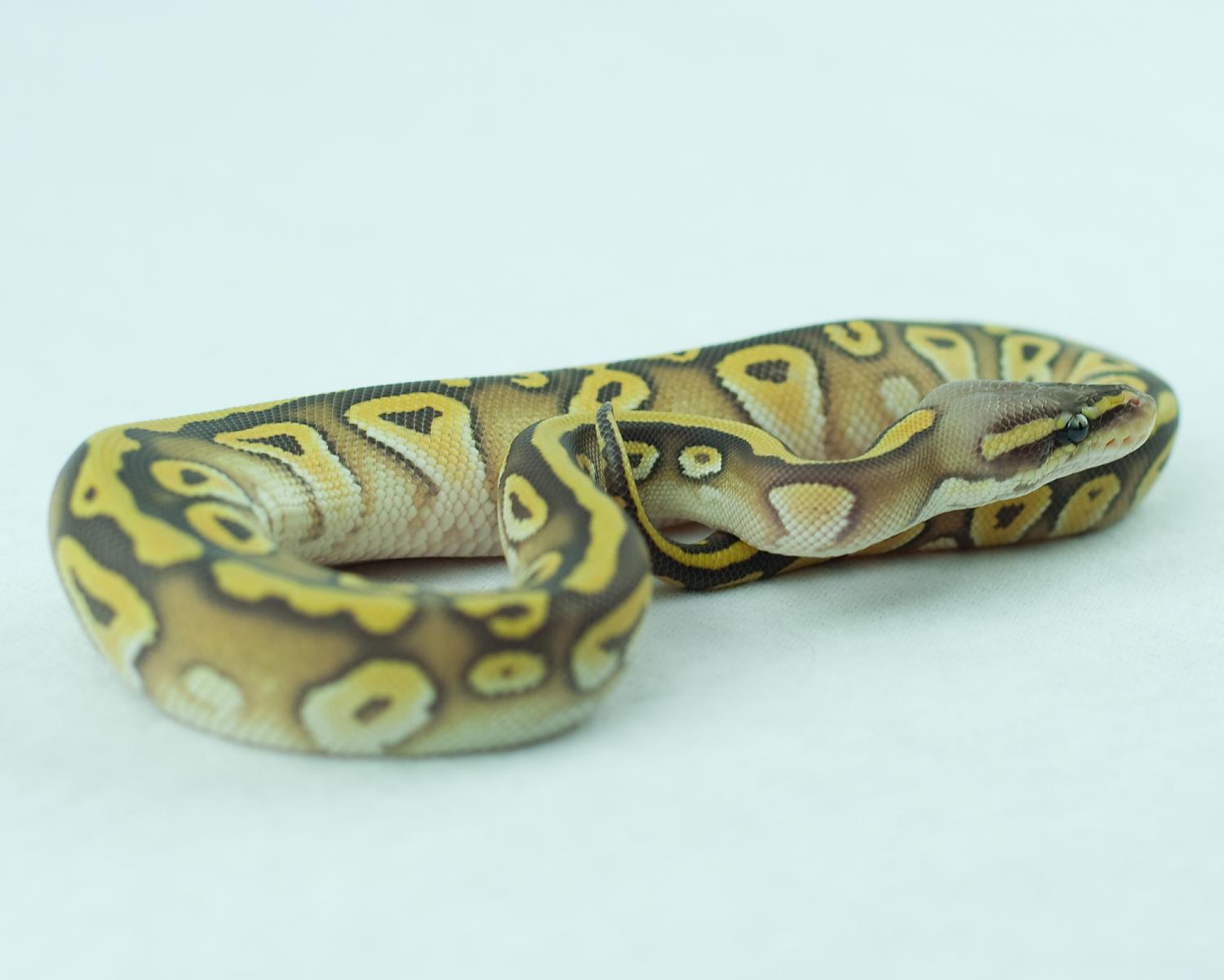 2014 clutch 6 male pastel mojave hypo 2014-09-08 3