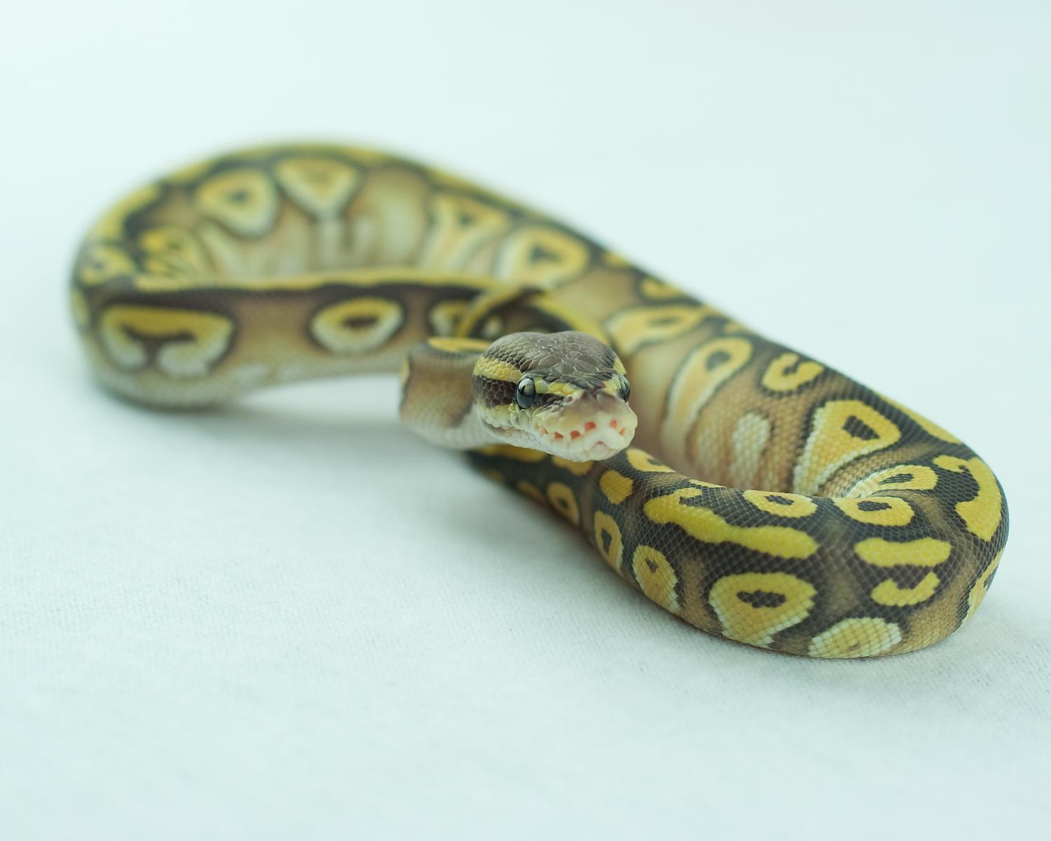 2014 clutch 6 male pastel mojave hypo 2014-09-08 5 717667