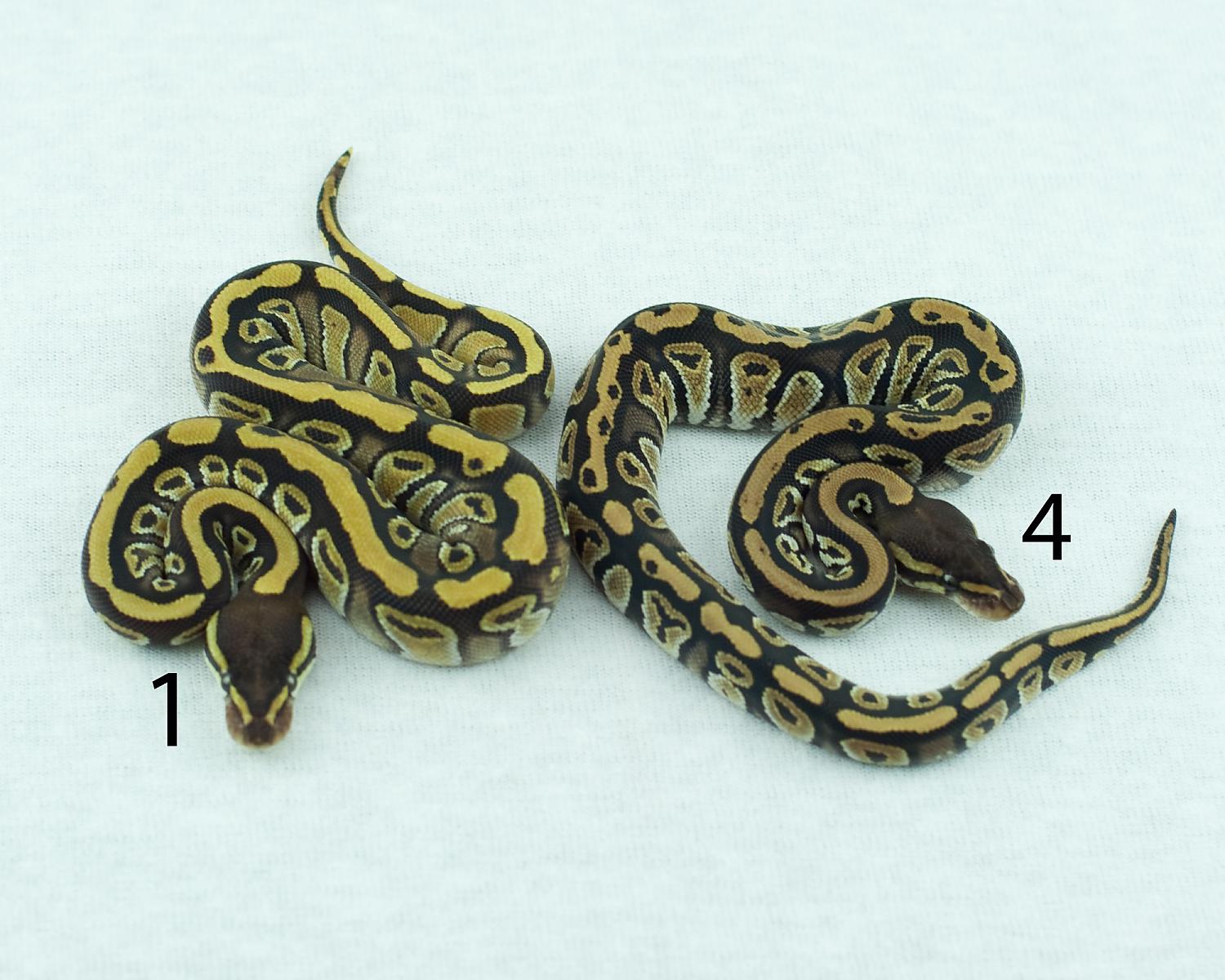 2014 clutch 7 mystic enchi left mystic right num 2014-09-08