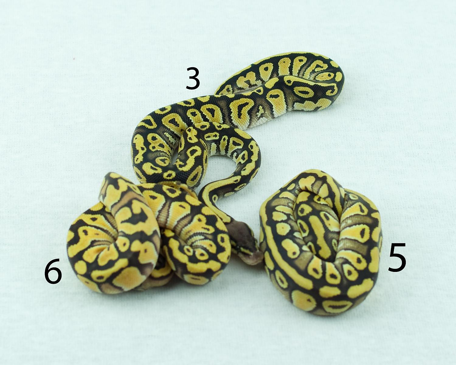 2014 clutch 7 pastel mystic top pastel mystic enchi left pastel mystic enchi rig