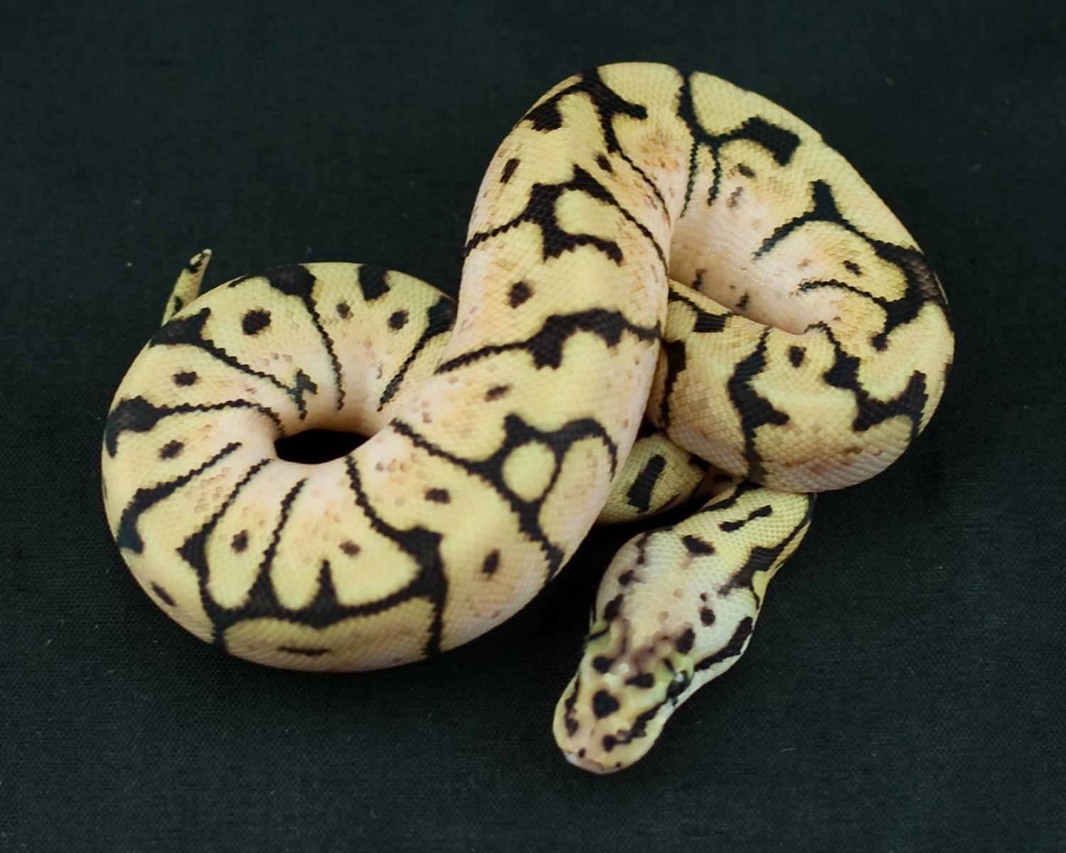 2014 clutch 8 female pastel spider het hypo 2014-08-13 1