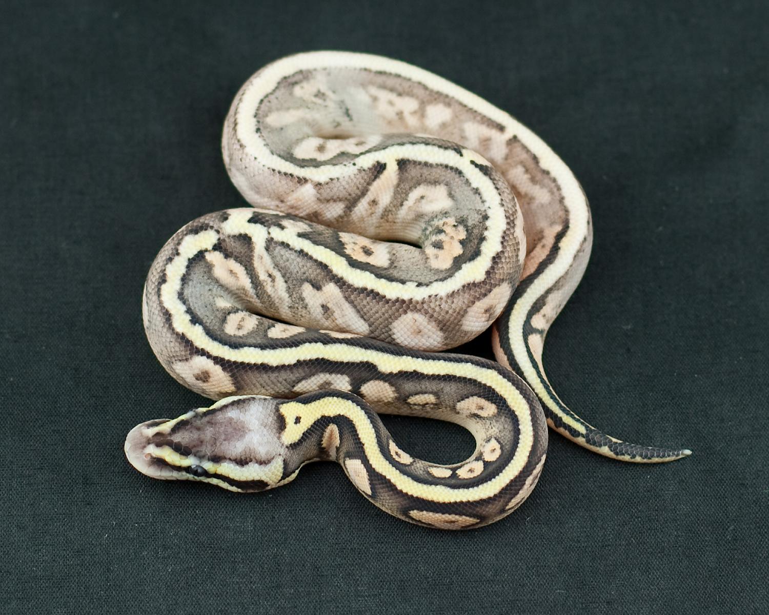 2014 clutch 9 female super pastel callico 1 2014-08-13 9