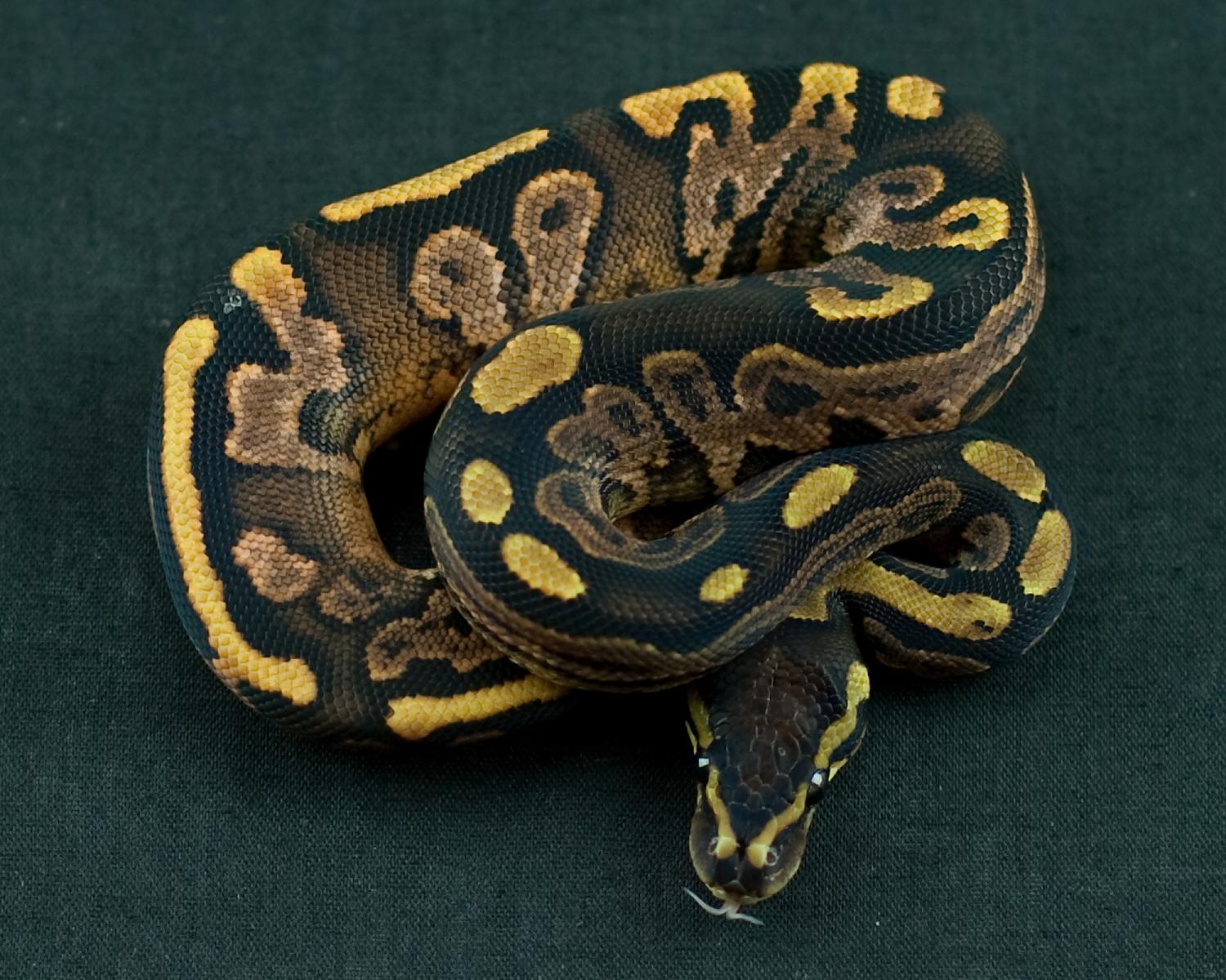 2014 clutch 9 male calico 1 2014-08-13 1