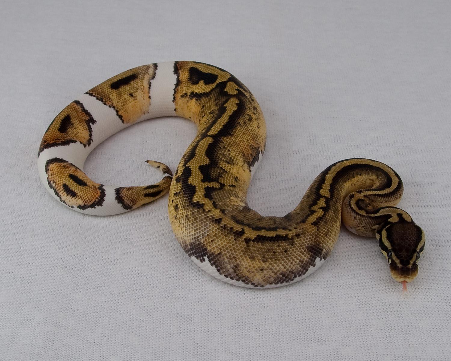 2014 f pastel leopard pied 2015-05-14