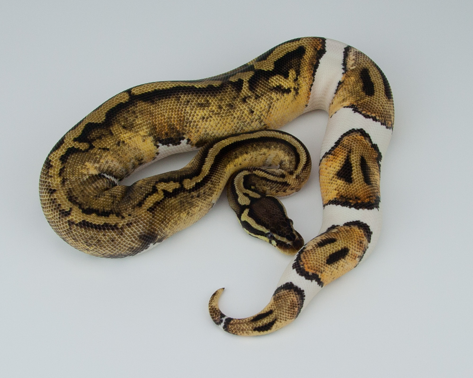 2014 f pastel leopard pied 2015-07-23 7