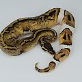 2014 f pastel leopard pied 2015-07-23 7