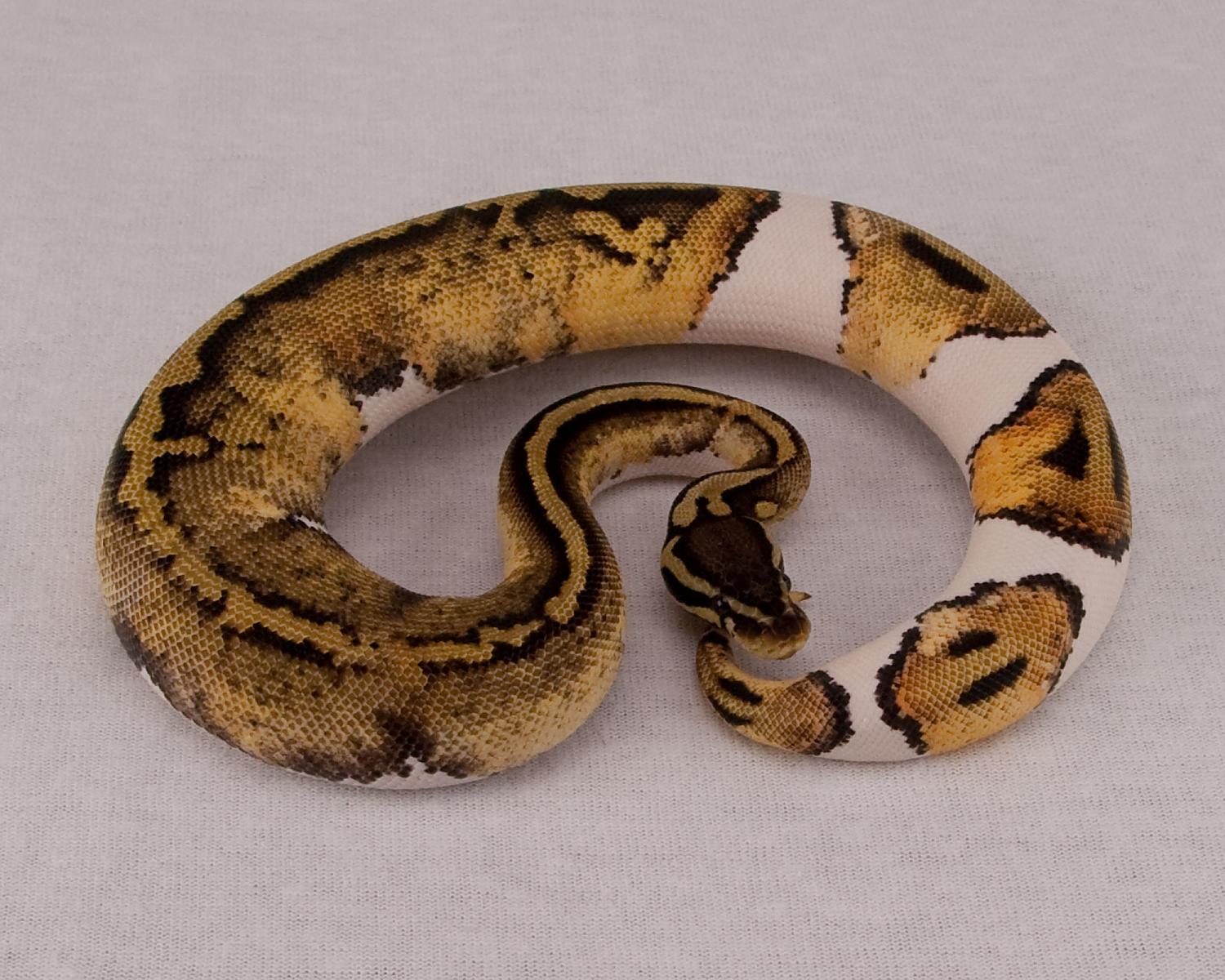 2014 f patel leopard pied 2015-06-27 1