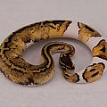 2014 f patel leopard pied 2015-06-27 1