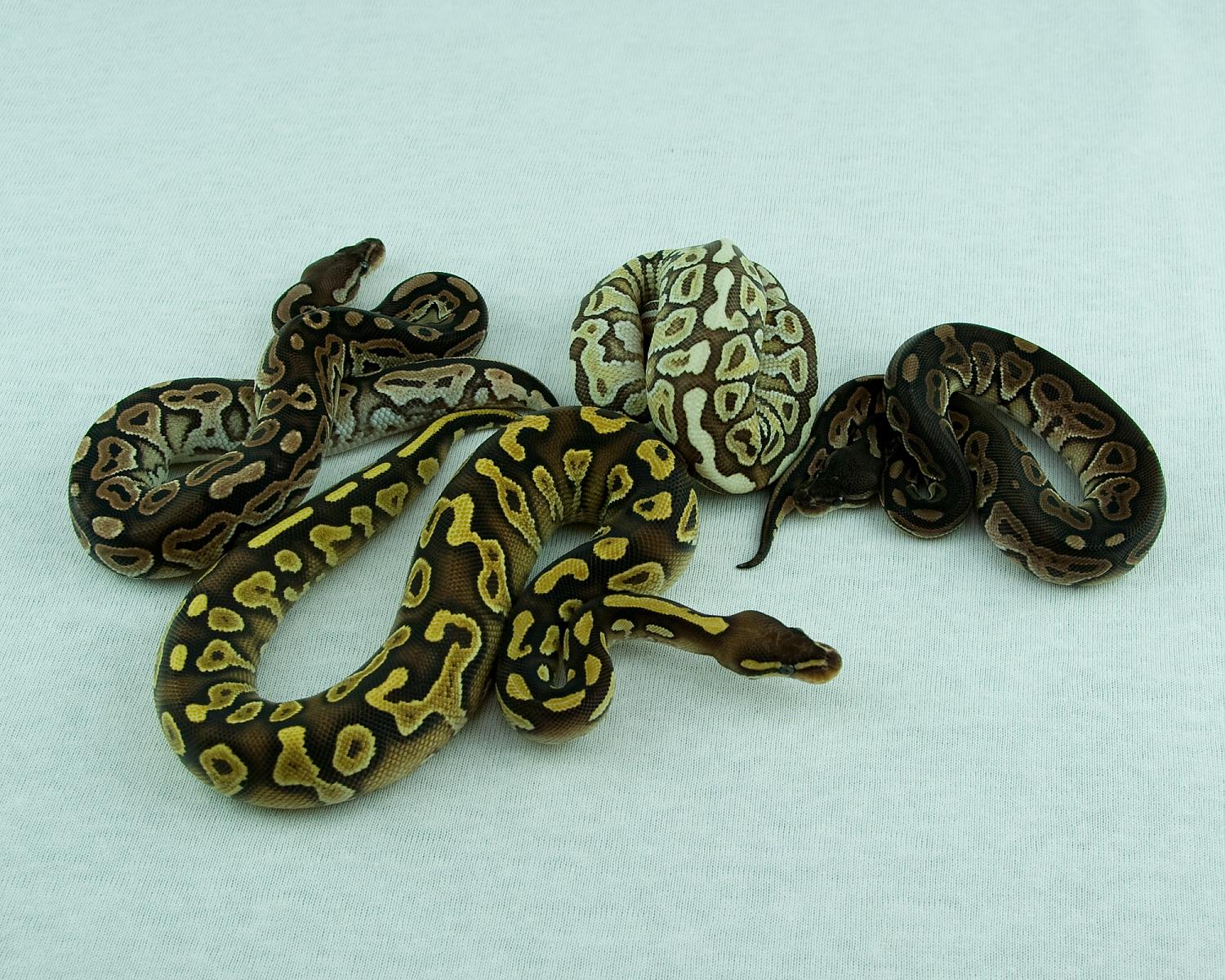 2014 hatchling sample 4 2015-01-10