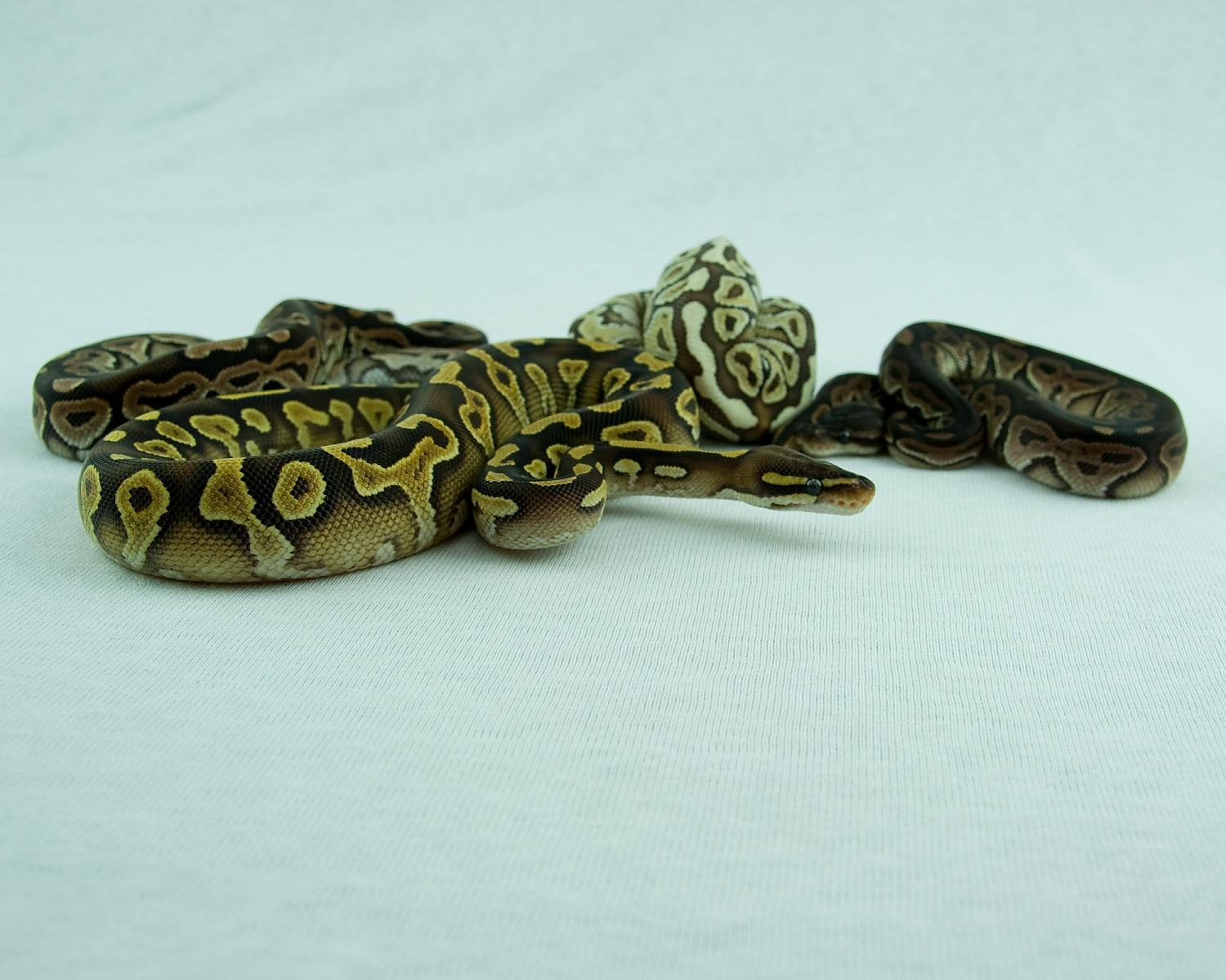 2014 hatchling sample 5 2015-01-10