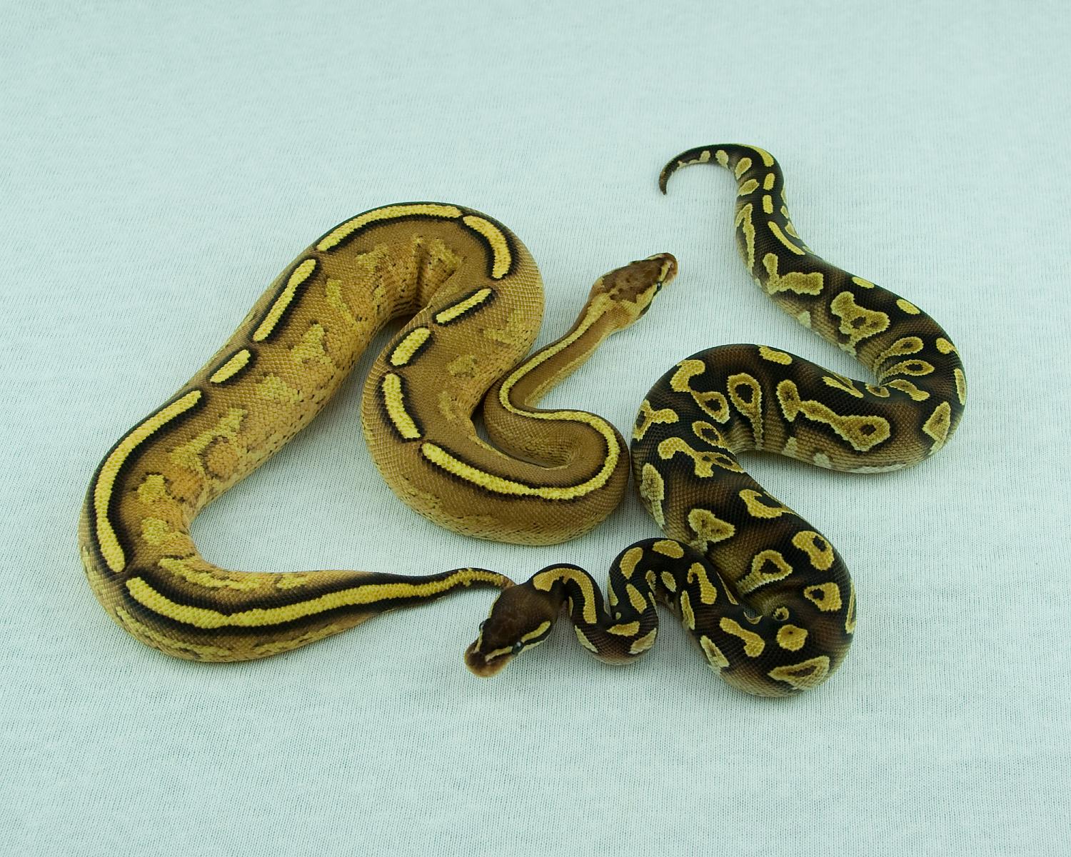 2014 super srtipe and orangebelly mojave 2015-01-10 1