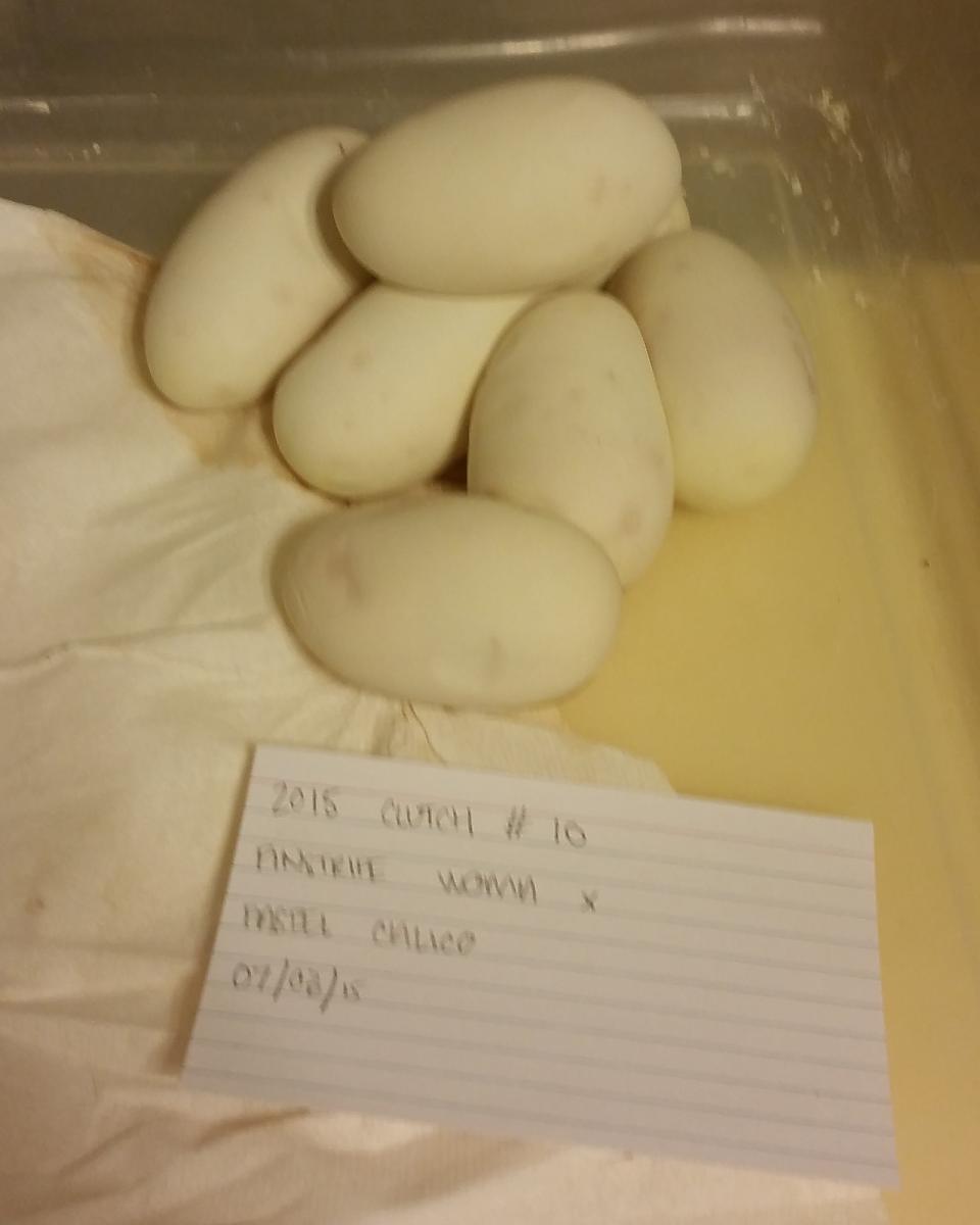 2015 c10 eggs