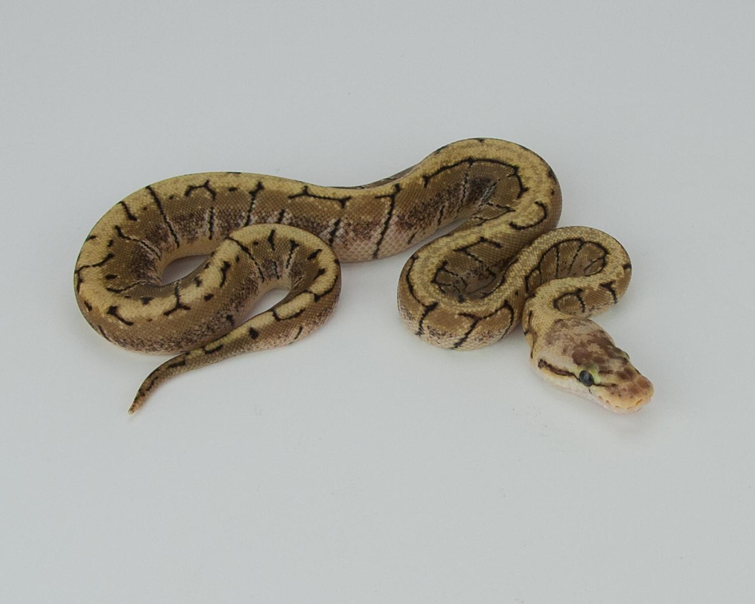 2015 c10 f woma pinstripe pastel 2015-09-03 4