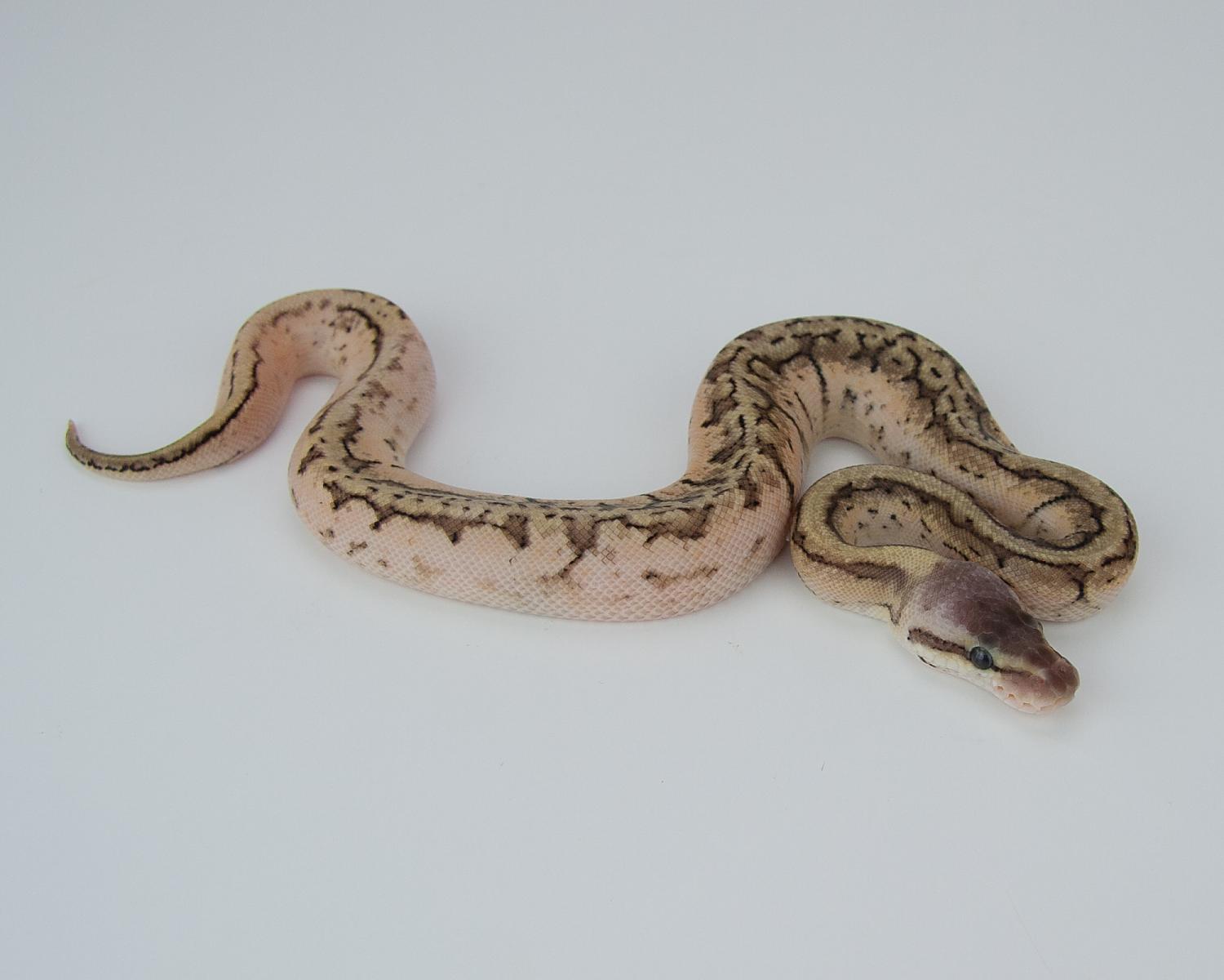 2015 c10 m woma pinstripe pastel calico 2015-09-03 4