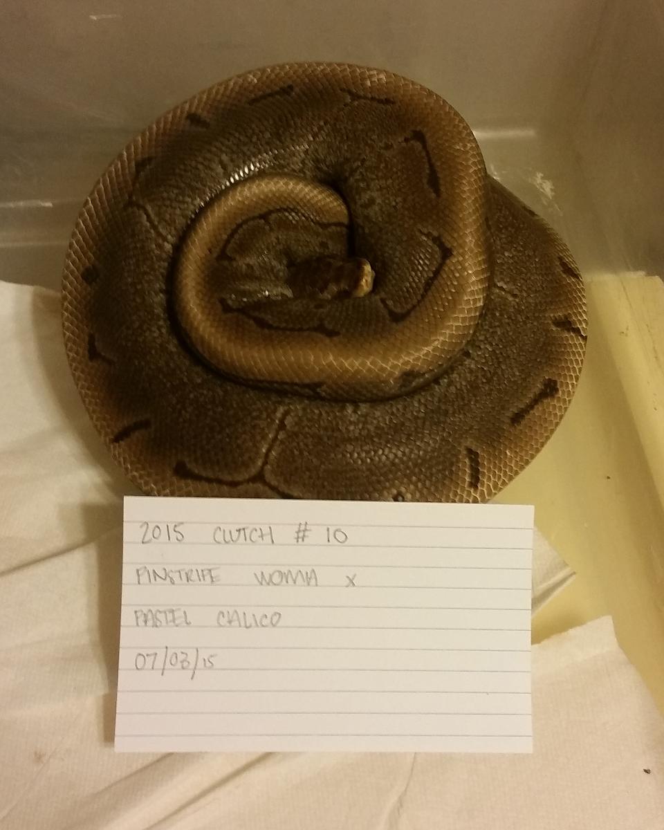 2015 c10 woma pin on eggs