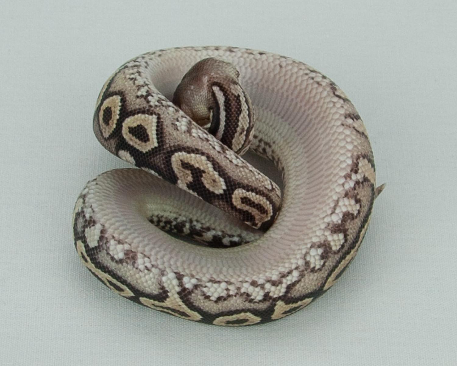2015 c11 f pewter yellowbelly question 2015-10-15 4
