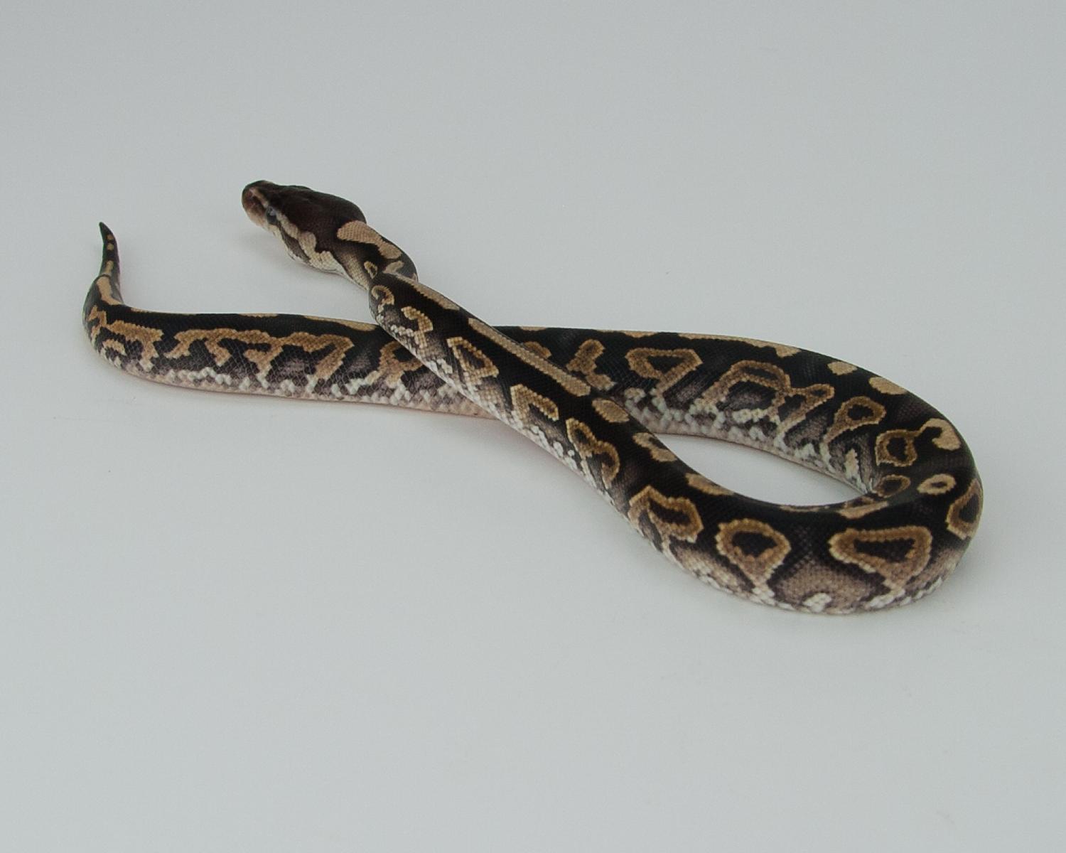 2015 c11 m cinnamon yellowbelly question 2015-09-03 11
