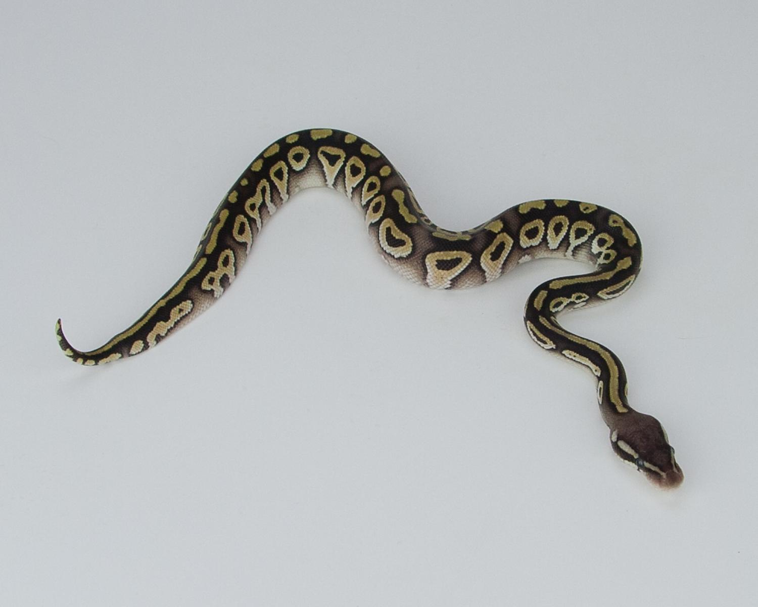 2015 c12 m pastel mojave question 1 2015-09-19 4