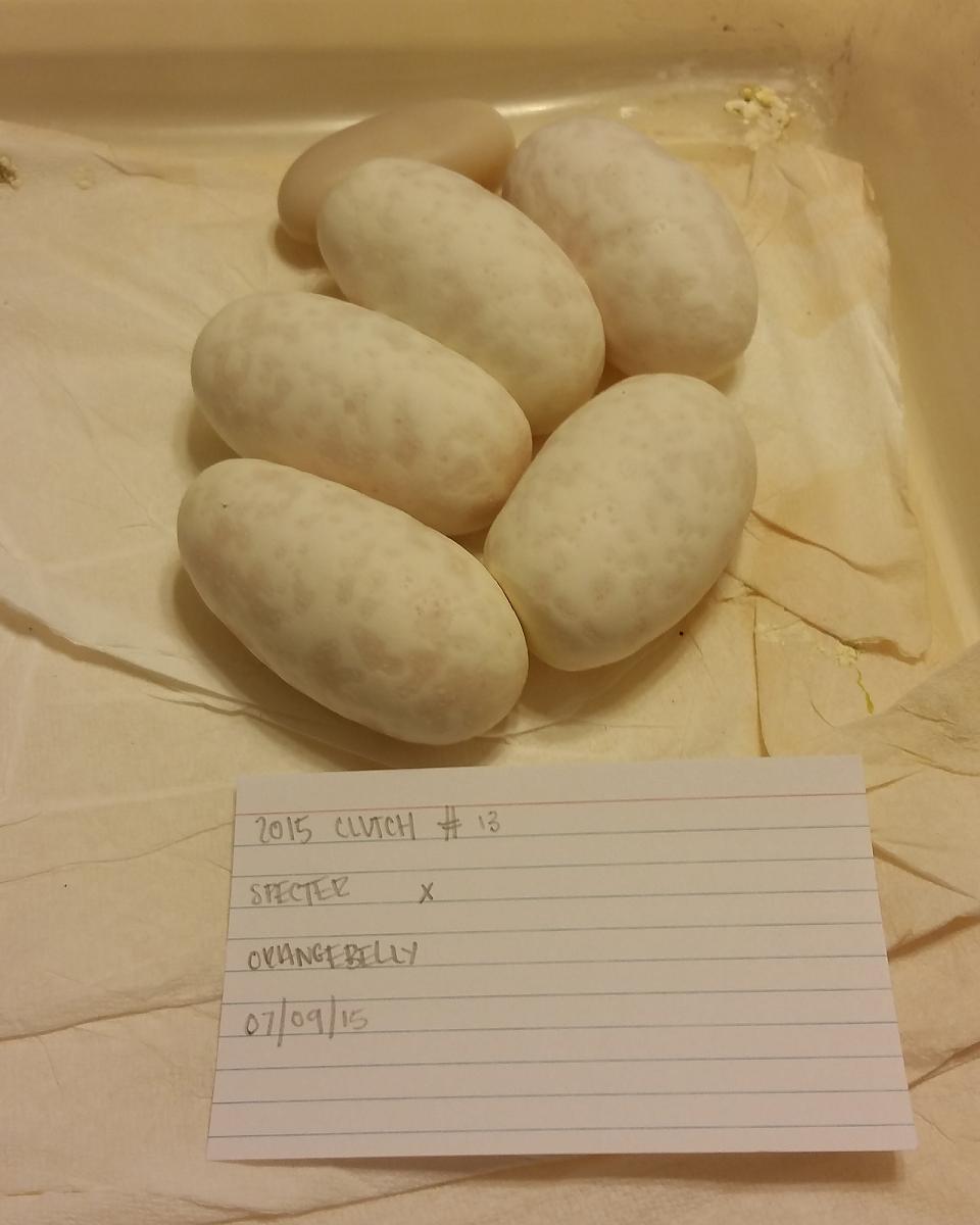 2015 c13 eggs