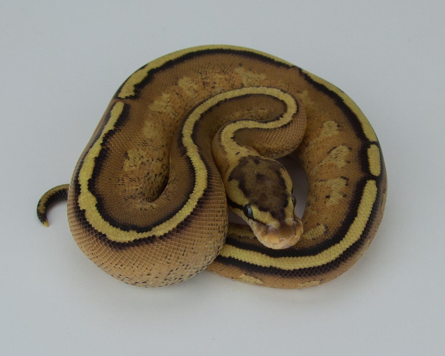 2015 c13 f super stripe 2015-09-19 4
