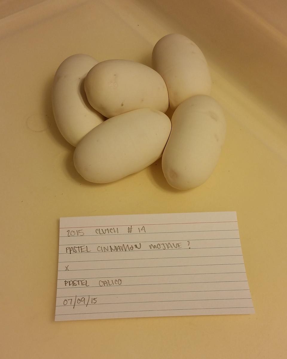 2015 c14 eggs