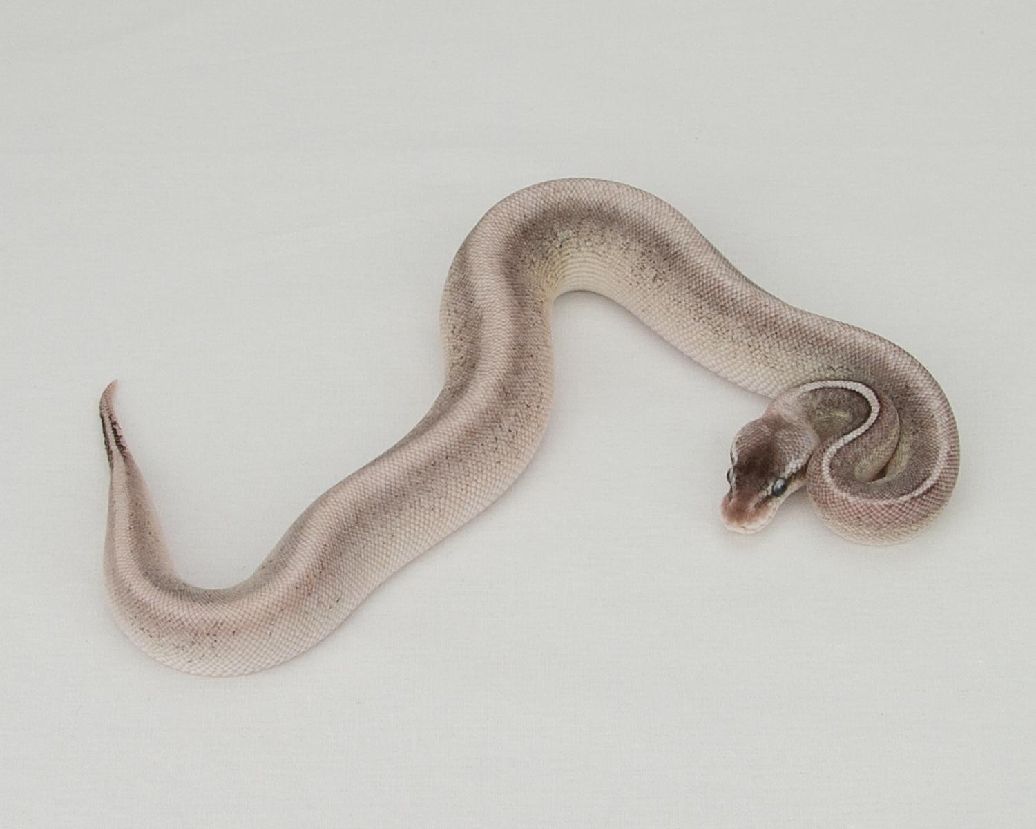 2015 c14 f sterling calico mojave 2015-10-15 1