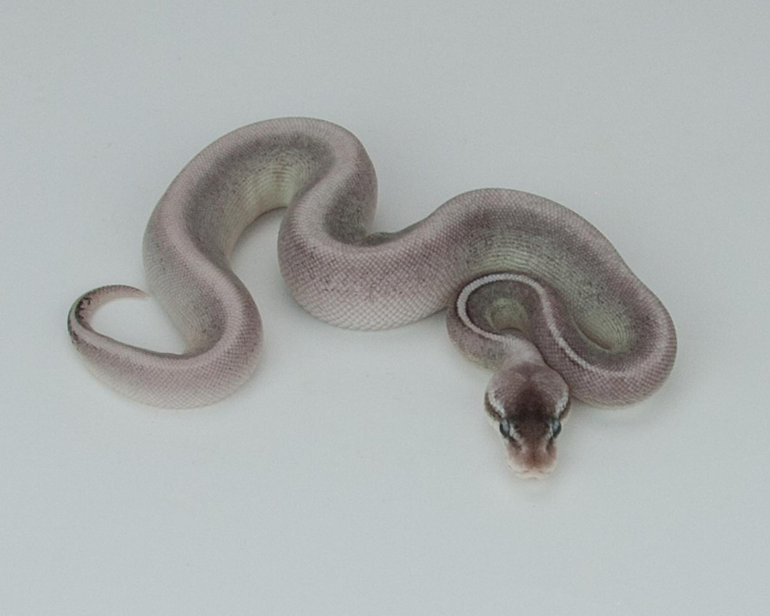 2015 c14 f sterling mojave calico 2015-09-19 2