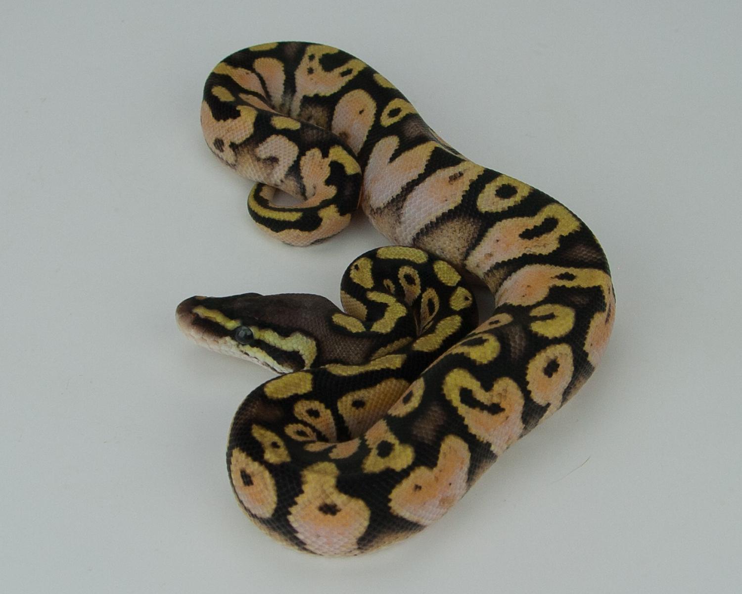 2015 c14 m pastel calico 2015-09-19 4