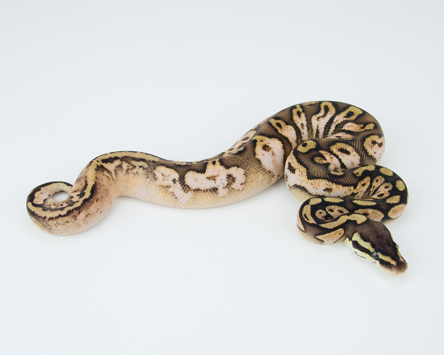 2015 c1 f pastave calico 2015-07-23 -5