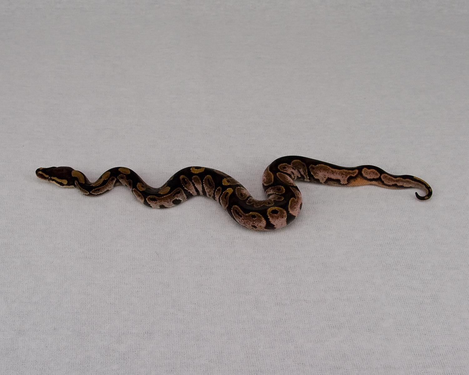 2015 c1 m calico 1 2015-06-27 4